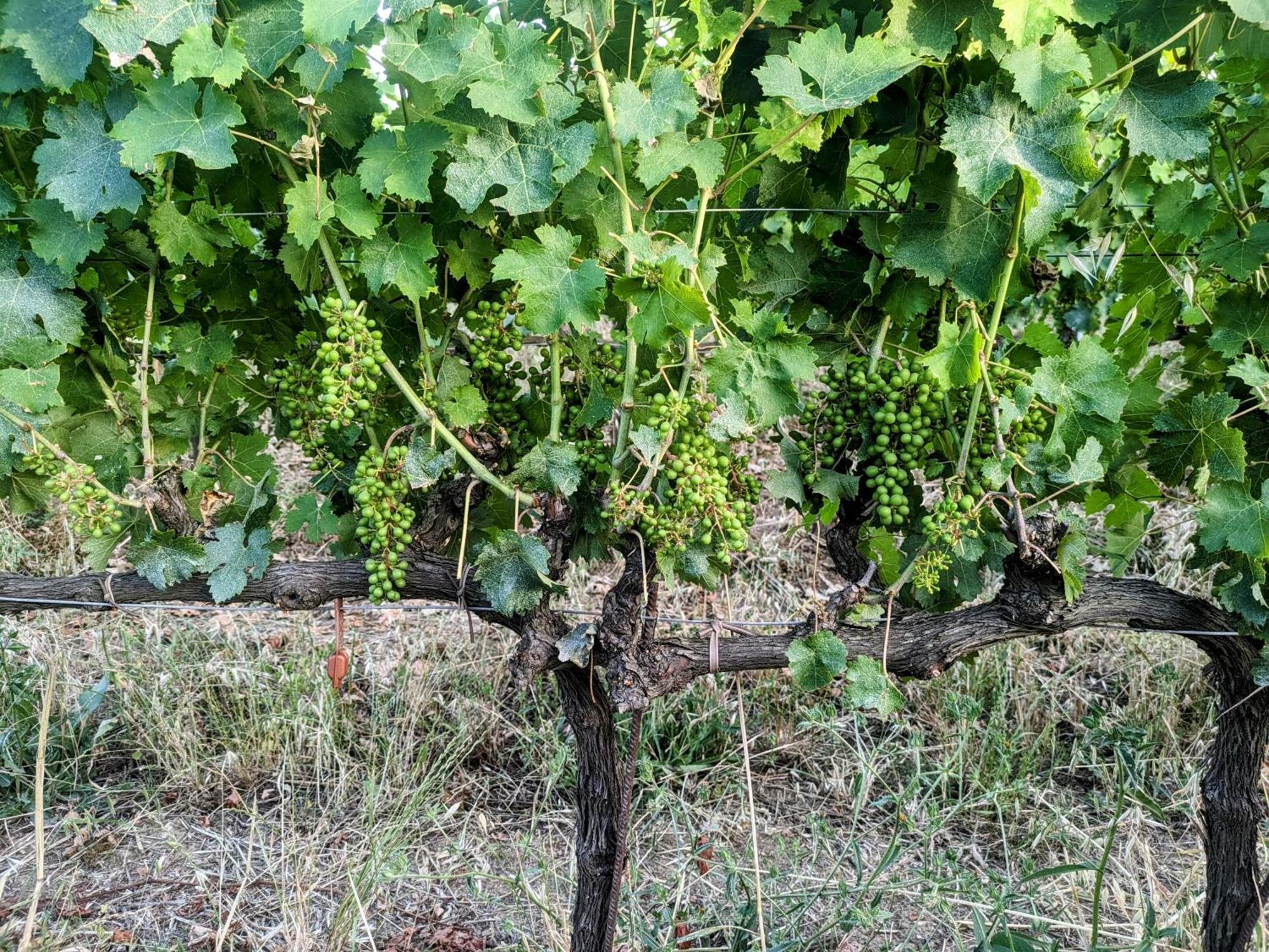 Agriturismo I Debbi بيبونا المظهر الخارجي الصورة