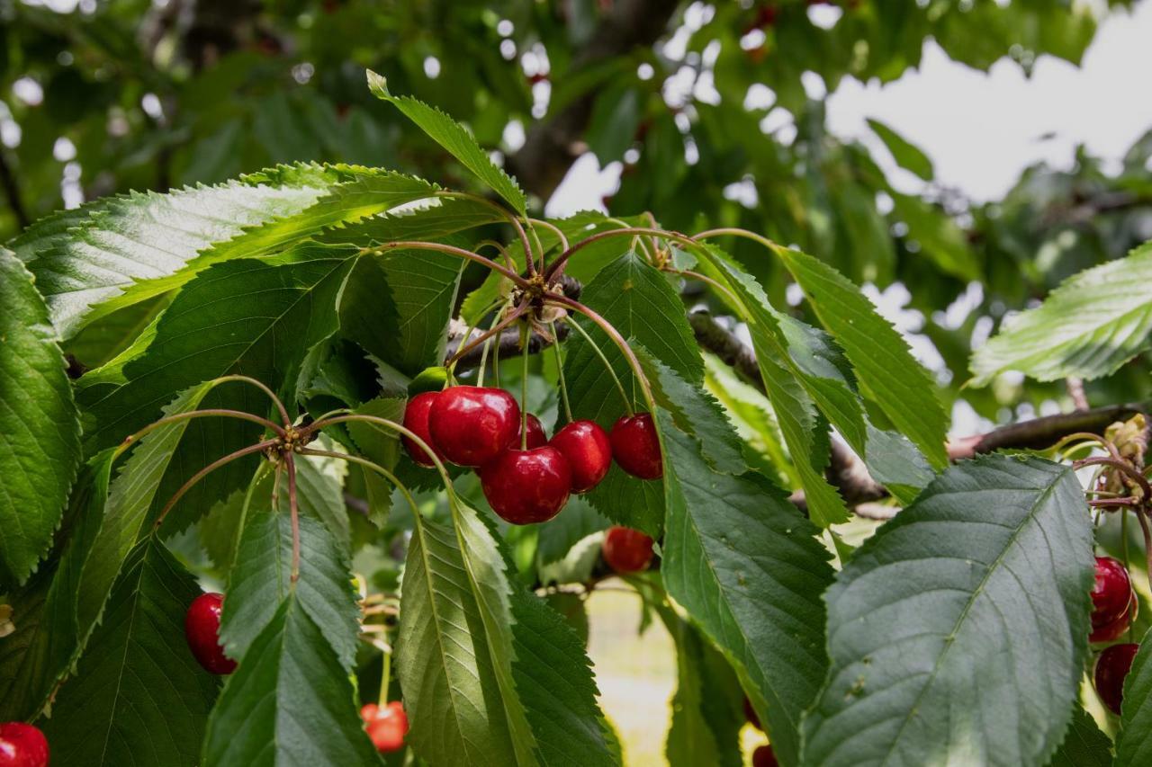 Agriturismo I Debbi بيبونا المظهر الخارجي الصورة